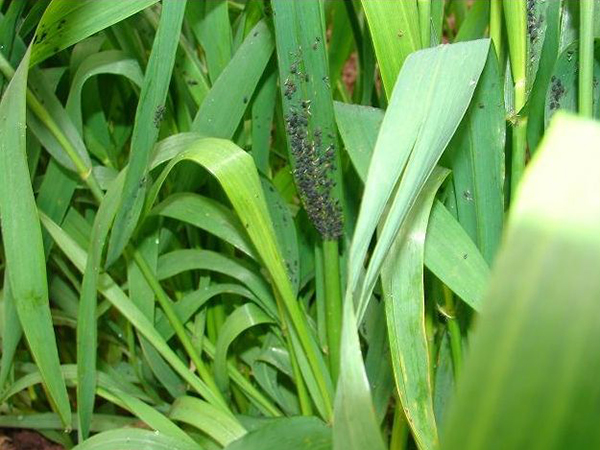 氯溴異氰尿酸案例