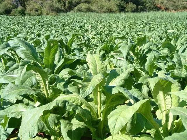 氯溴異氰尿酸案例