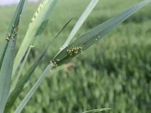 氯溴異氰尿酸案例