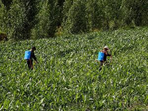 氯溴異氰尿酸案例